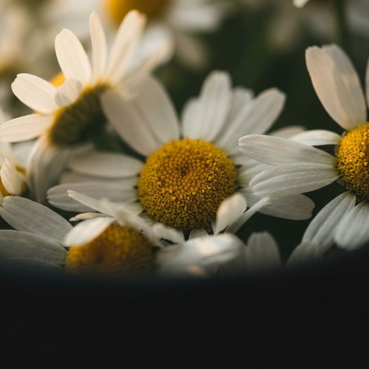 Chamomile Extract