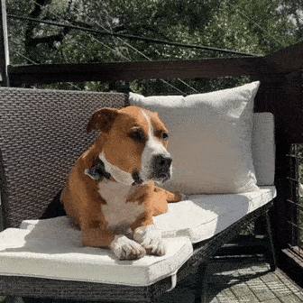 Your dog, fully back